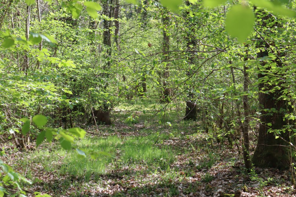 Forêt Ile-de-France