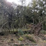 Forêt à gérer