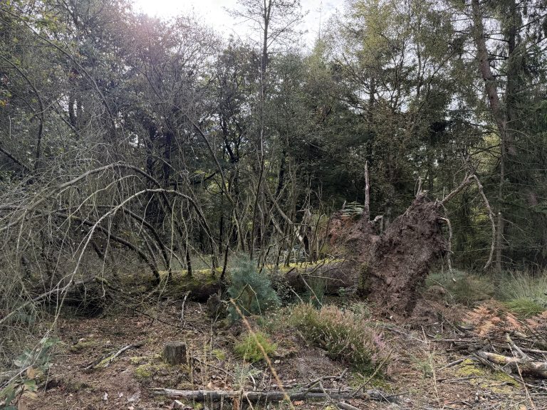 Forêt à gérer