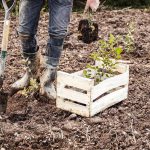 Jeunes arbres plantés par EcoTree