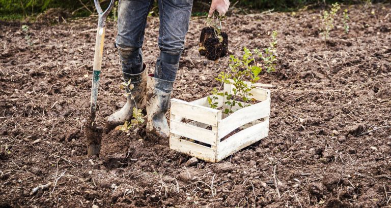 Jeunes arbres plantés par EcoTree