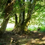 Forêt EcoTree Langonnet