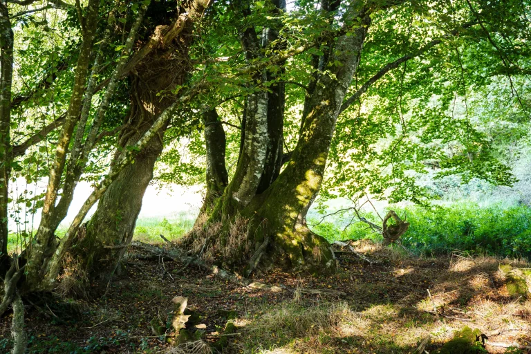 Forêt EcoTree Langonnet