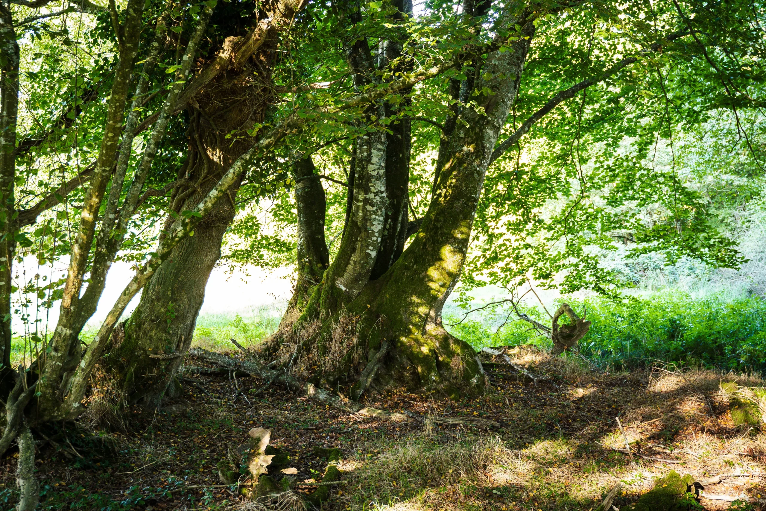 Forêt EcoTree Langonnet