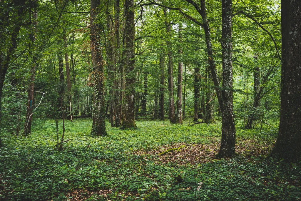 Forêt EcoTree - Pézarches